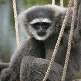 Curraghs Wildlife Park